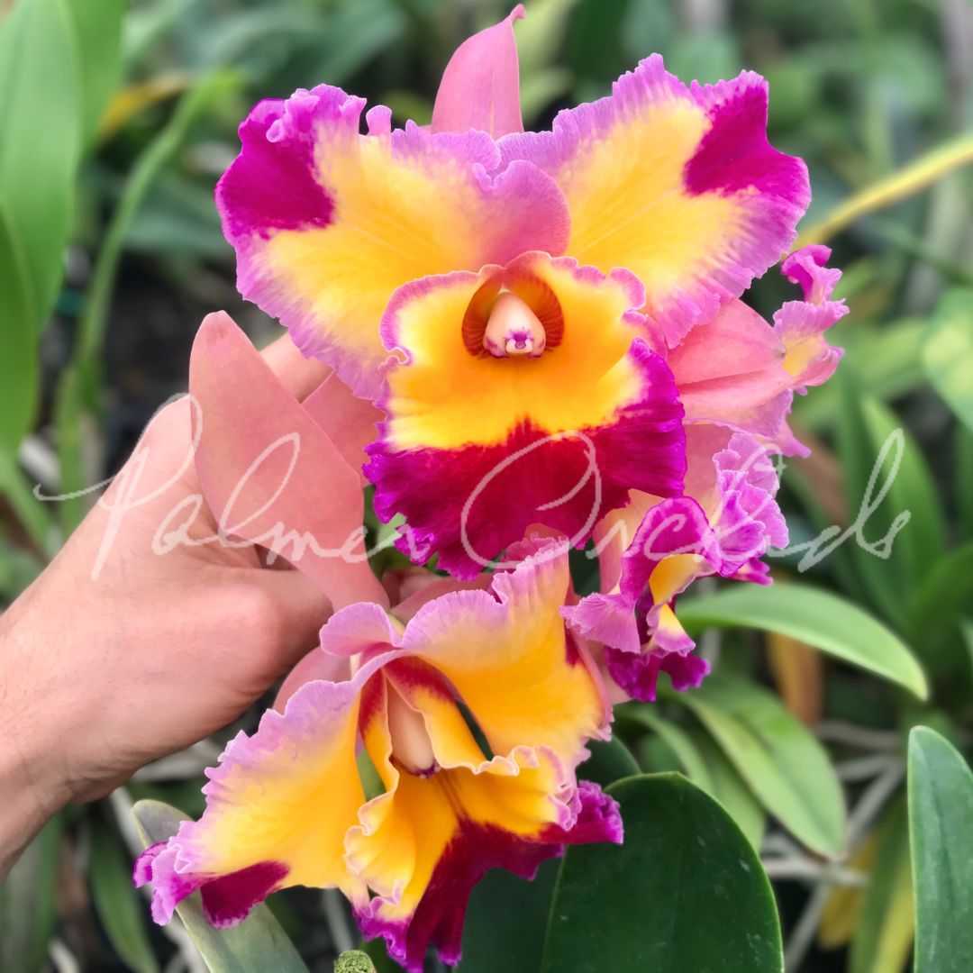 Palmer Orchids